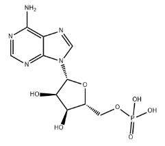 腺苷酸