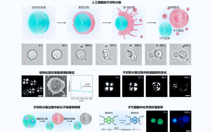 【最新研究】中国科学院化学研究所乔燕、王树团队&北京化工大学林艺扬教授:实现人工细胞不对称分裂的新进展